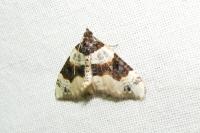 Cosmorhoe ocellata