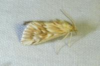 Cynaeda dentalis