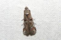 Pempelia palumbella