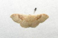 Idaea degeneraria
