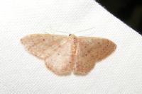 Idaea eugeniata