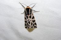 Cymbalophora pudica