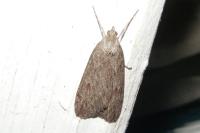 Pachycnemia hippocastanaria hippocastanaria