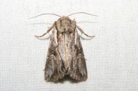 Chloantha hyperici