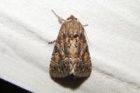 Thalpophila matura