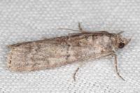 Dioryctria pineae