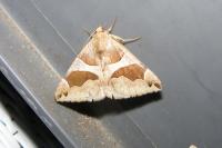 Dysgonia algira
