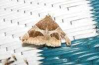 Dysgonia algira