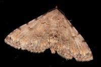 Metachrostis velox