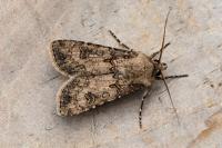 Agrotis segetum