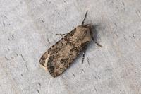 Agrotis segetum