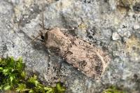 Agrotis segetum