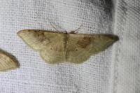 Idaea degeneraria