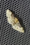 Idaea filicata