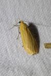 Wittia sororcula