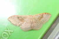 Idaea degeneraria