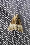 Mesoligia furuncula