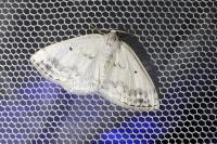 Lomographa temerata