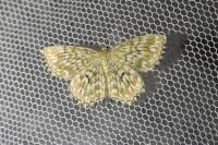 Scopula tessellaria