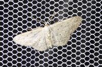 Idaea seriata