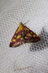 Pyrausta purpuralis