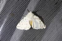 Spilosoma lubricipeda