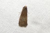 Eccopisa effractella
