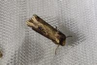 Axylia putris