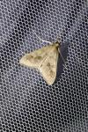 Mecyna asinalis