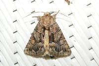 Thalpophila matura