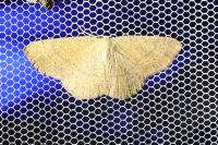 Cyclophora ruficiliaria