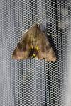 Noctua janthe/janthina