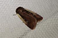 Ochropleura plecta