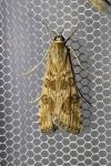 Nomophila noctuella