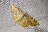 Stegania trimaculata