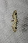 Eupithecia centaureata