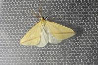 Rhodometra sacraria