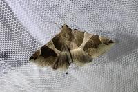 Dysgonia algira