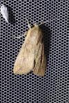 Mythimna unipuncta
