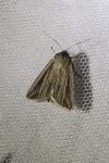 Mythimna riparia