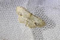 Idaea dimidiata