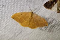 Watsonalla binaria
