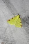 Opisthograptis luteolata