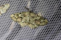 Cleorodes lichenaria