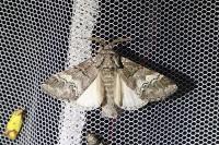 Drymonia querna