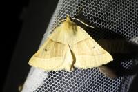 Crocallis elinguaria