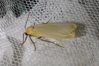Katha depressa
