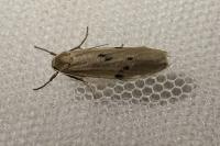 Pelosia muscerda