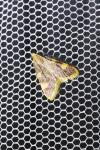 Hypsopygia costalis