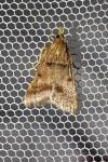 Stemmatophora brunnealis